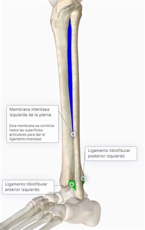 Articulación Tibioperonea 🔹curso AnatomÍa Paradigmia
