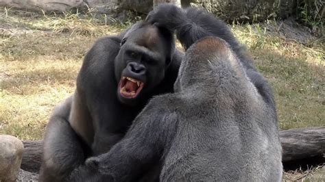 Brigas E Lutas De Gorilas Gorilla Fights And Fights Youtube