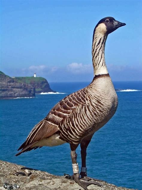 The Nene Hawaiis State Bird Private Tours Hawaii Personalized