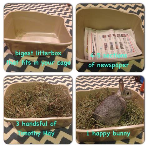 Bunny Care Steps To Set Up A Bunnys Litter Box Bunny Litter Box