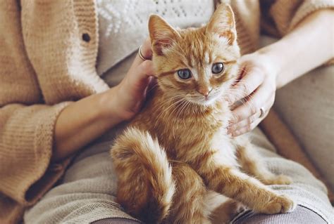 Fakta Om Katter Moderna Djurförsäkringar