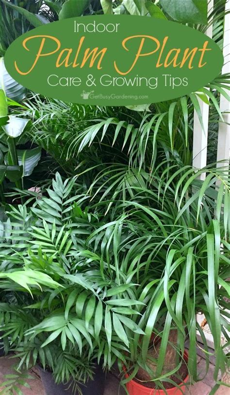 How To Care For Indoor Palm Trees And Plants In 2020 Palm Plant Care
