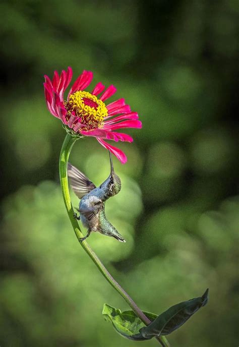 50 Stunning Summer Bird Photos Birds And Blooms Bird Pictures Animal