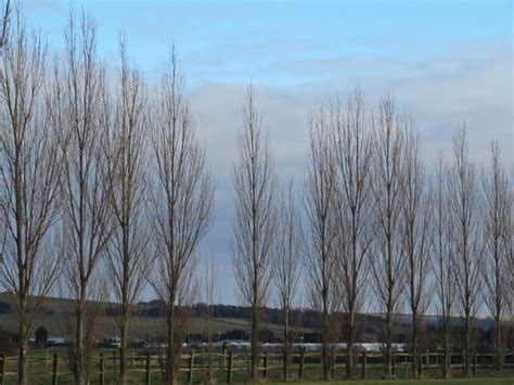Order online at any time with shipping to your door. Tree Notes: Three Fast Growing Trees with Problems