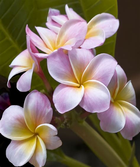 1500 x 964 jpeg 382kb. Plumeria paintings
