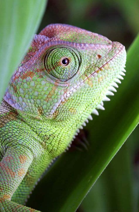 Pretty In Pink Wild Power Chameleon Animals Chameleon Lizard