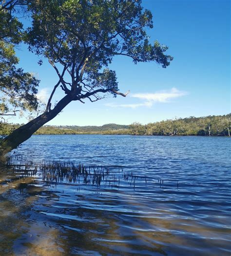 See more of sunshine coast hospital and health service on facebook. Maroochy River Canoe Trail: Eudlo Creek Paddle - Adventure Sunshine Coast