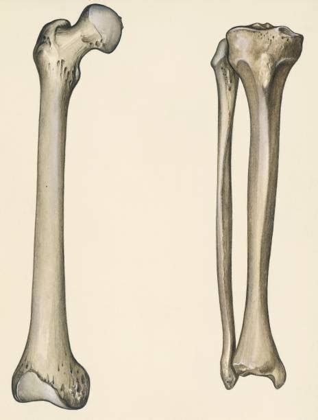 Femur Tibia And Fibula Human Body Drawing Pictures Getty Images