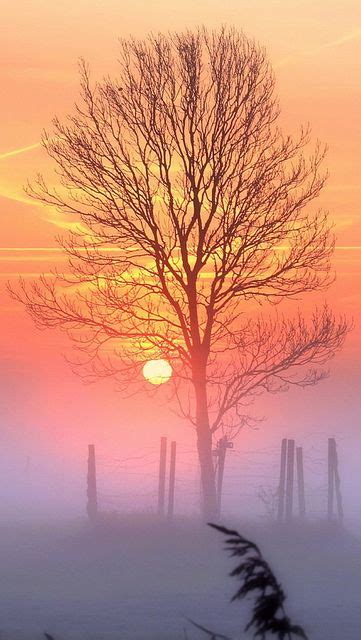 A Tree With The Sun In The Background