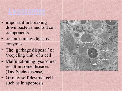 Check spelling or type a new query. PPT - Cells & Organelles PowerPoint Presentation, free ...