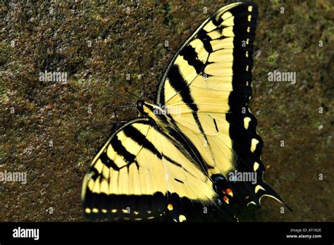 An Abstract Gathering Of Butterflies Tiger Swallowtails Stock Photo Alamy