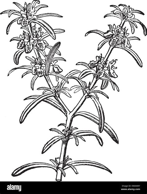 Old Botanical Illustration Rosemary Stock Vector Images Alamy