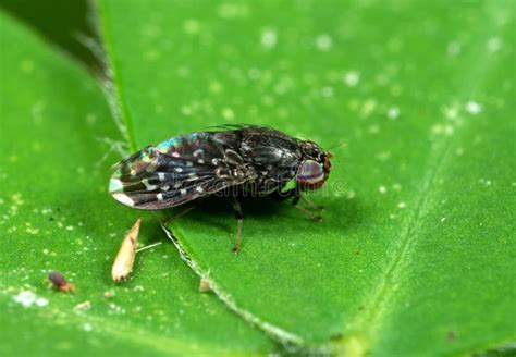Macro Photo Of Little Black Fly On Green Leaf Stock Photo Image Of