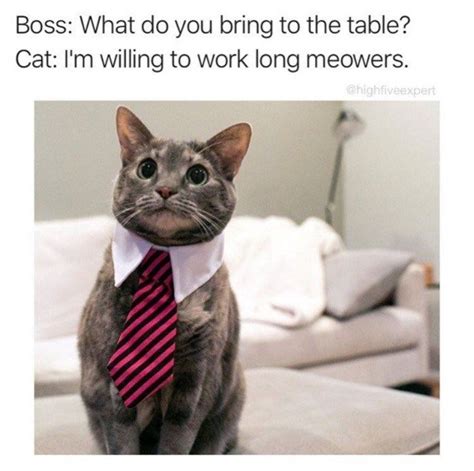 The Daily FAIL Has Social Media Gone Too Far Cat Memes Funny Cat Memes Business Cat