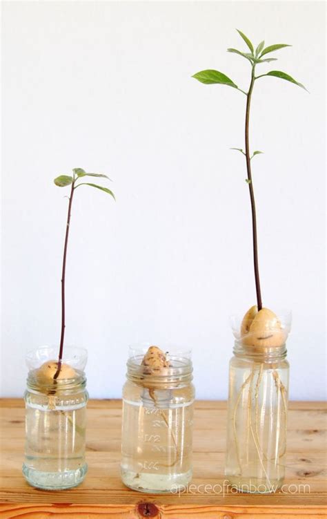 A mature tree may produce over one million blooms over its life time, hundreds of them during any how to make an avocado tree bear fruit. How to Grow Avocado from Seed (2 Easy Ways!) | Grow ...