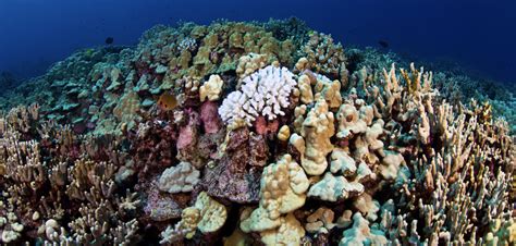 Scientists Determine Heat Resilient Coral Patches In Hawaii Medias