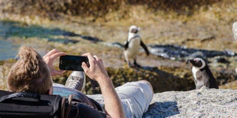 Meet The Penguins At Boulders Beach Cape Town Tourism
