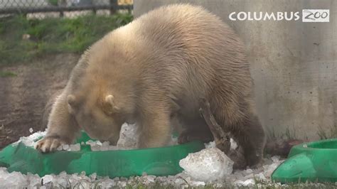 Polar Bear Cubs Nuniq Neva And Amelia Gray Youtube