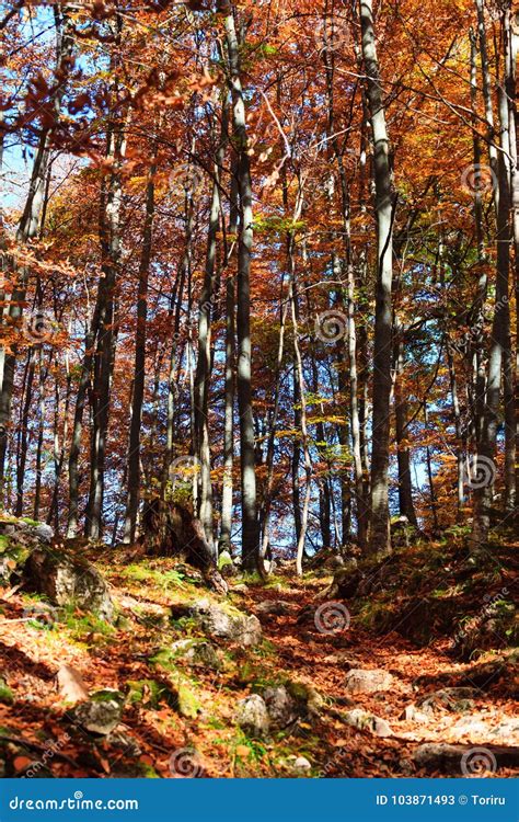 Autumn Forest In Germany Stock Image Image Of Light 103871493