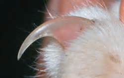 So i researched it for you guys and watched some videos to learn this process well enough. Clipping Your Cat's Claws