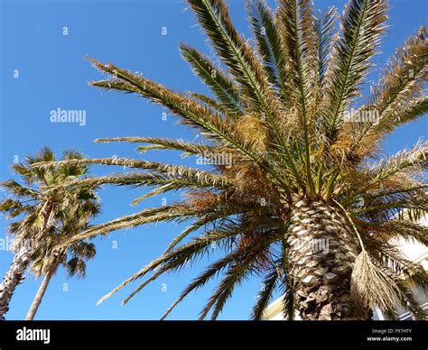 Big Palm Tree By Sunset Stock Photo Alamy