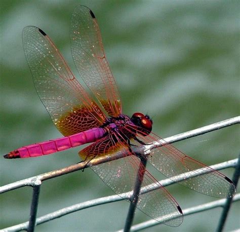 R Pink Dragonfly Dragonfly Insect Dragonfly Dreams Dragonfly Tattoo