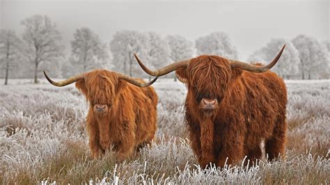 Highland Cattle Bing Wallpaper