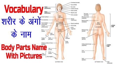 Esl printable body parts vocabulary worksheets, picture dictionaries, matching exercises, word search and crossword puzzles, missing letters a fun esl printable matching exercise worksheet for kids to study and practise body parts vocabulary. Body Parts Name with Picture and Hindi Meaning !! ENGLISH ...