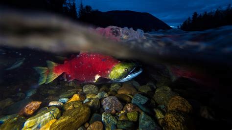 Ubc Researchers Map Pacific Salmon Habitat Finding Much Is Lost Or