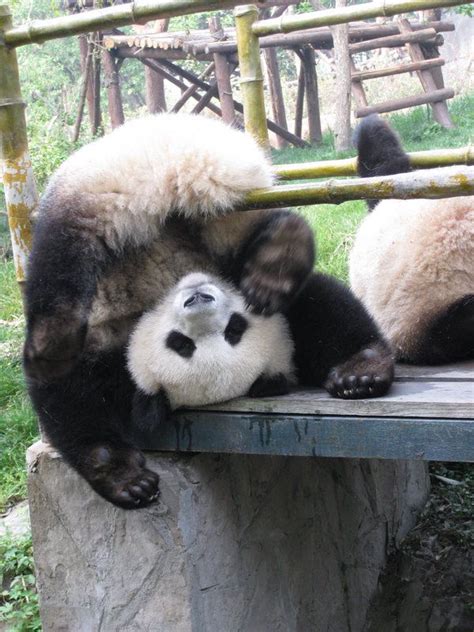 750 Best Panda Images On Pinterest Adorable Animals Funny Animals