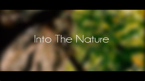 Into The Nature Cinematic Video Youtube