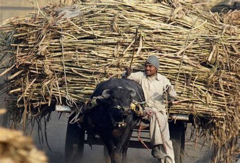 Tamil nadu pm kisan scheme: PM-Kisan scheme: Govt transfers Rs 5,215 crore to about 2.6 crore farmers in 37 days