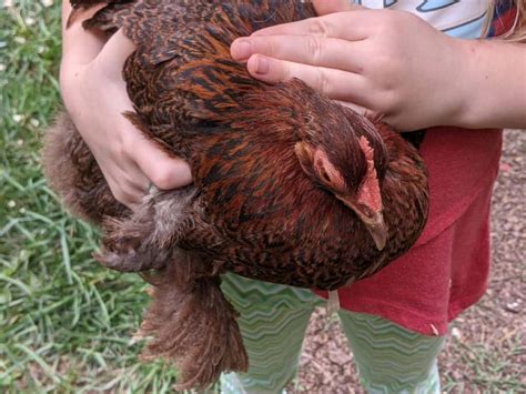 Do Chickens Have Taste Buds Surprising Answers Found