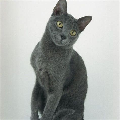 Siberian cats are loyal, affectionate, playful and sweetly expressive. Korat Kittens For Sale Korat Cats For Sale Korat Cats up ...