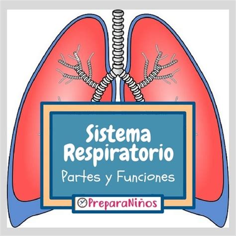 Sistema Respiratorio Para Niños Explicación Para Primaria 2022