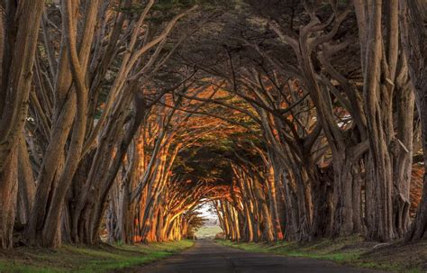 Dont Forget To Take A Stroll Under The Picturesque Cypress Tree Tunnel