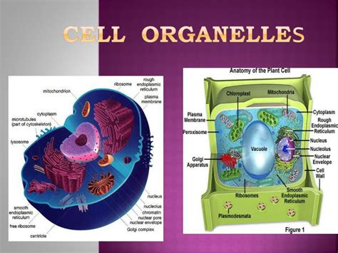 Ppt Cell Organelle S Powerpoint Presentation Free Download Id1763779