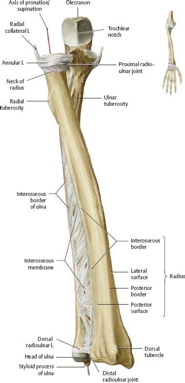 Arm Anatomy Gross Anatomy Human Anatomy Stretching Exercises