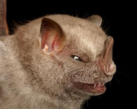 Bats Faces 54 Pics