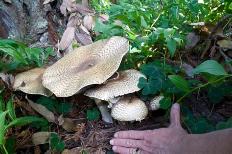 The Prince A Delicious Edible Mushroom Is Fruiting Early On The