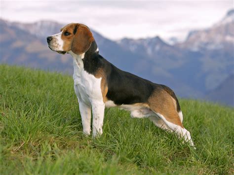 Top 7 Most Popular Dog Breeds In The World Gunrunners Ts