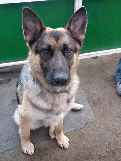 Sapphire 2 Year Old Female German Shepherd Dog Available For Adoption
