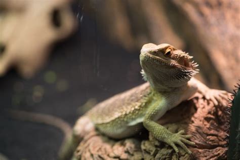 What Do Lizards Eat In The Wild And As Pets A Complete Guide