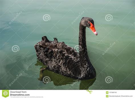 Black Swan Floating On Water On Ponds One Beautiful Black Swan Stock