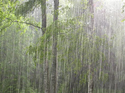 Heavy Rain Pictures Images And Stock Photos Istock