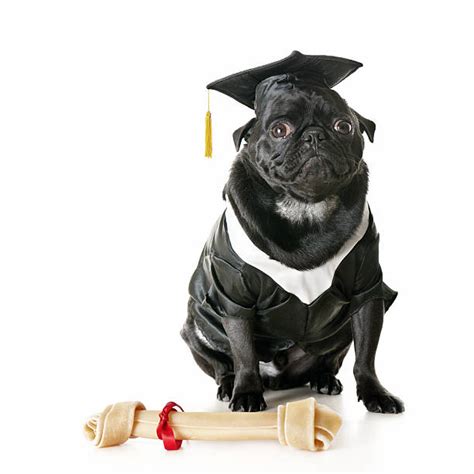 Graduated Dog With Diploma Stock Photos Pictures And Royalty Free Images