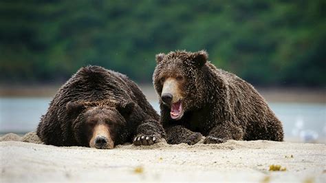 Brown Bears In Katmai National Park And Preserve Alaska Bing