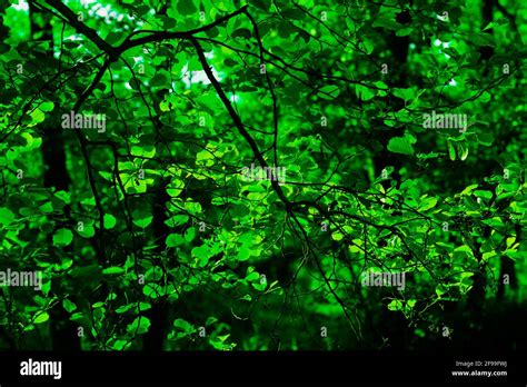 Sunlight Shines Through The Treetops Hi Res Stock Photography And
