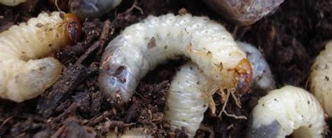 What Kills Grub Worms Idioticfashion