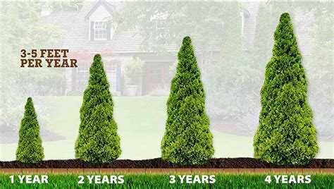 Fast Growing Evergreen Trees From Plantingtree